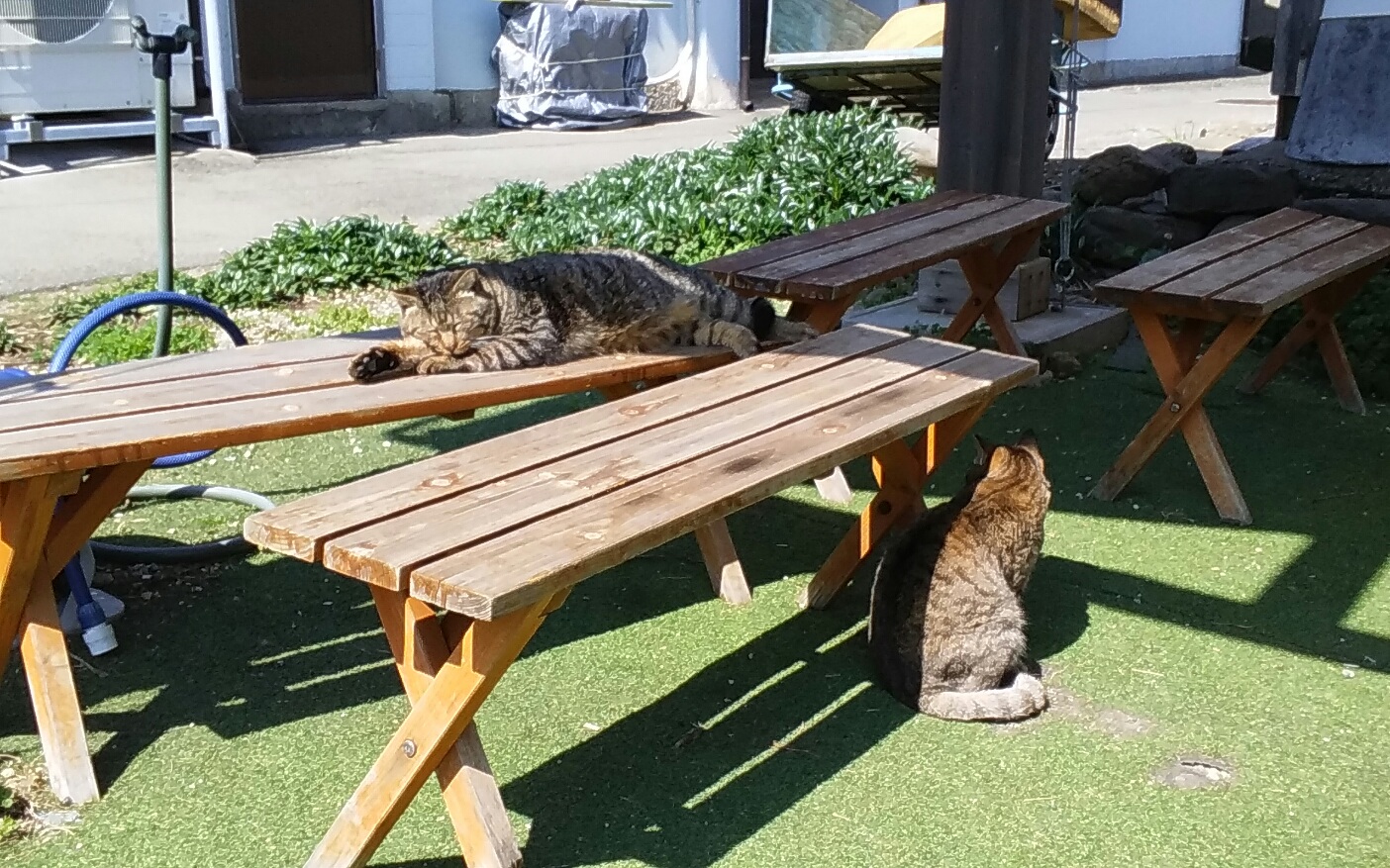 Ainoshima cats